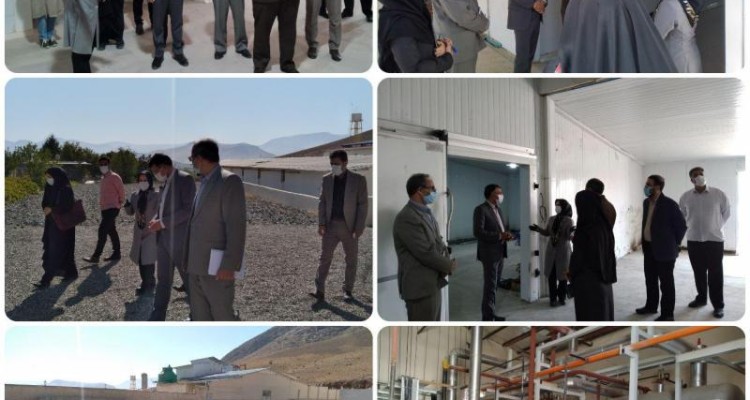 اشتغال مستقیم و غیر مستقیم ۱۵۰ نفر با راه اندازی کشتارگاه صنعتی طیور درشهرستان صحنه