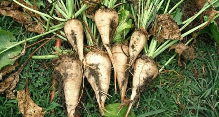 تولید و برداشت133 هزار تن چغندر قند از مزارع شهرستان صحنه 