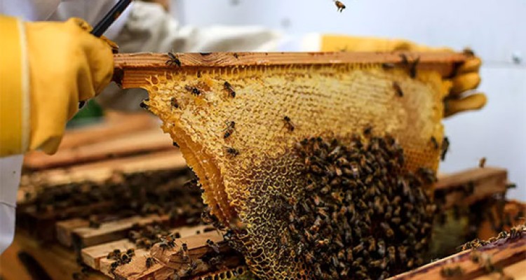 تولید سالانه یک تن عسل توسط یک تولید کننده بسیجی در صحنه