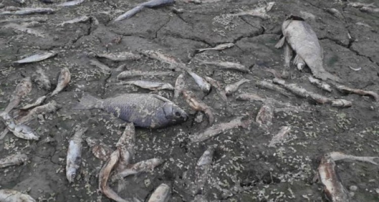  احتمال ورود پساب آلاینده یک واحد صنعتی به رودخانه/ پرونده در مرحله اقدامات حقوقی است