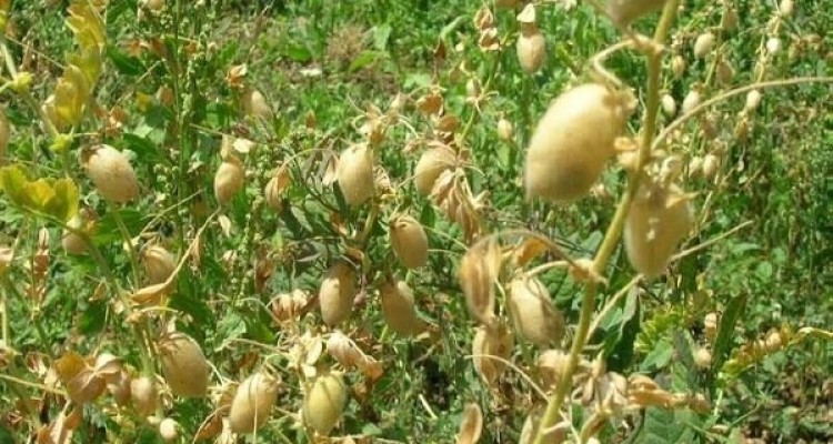 حدود ۴۳۰۰۰ کشاورز کرمانشاهی تحت پوشش طرح جهش تولید قرار گرفته‌اند