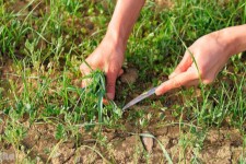 برداشت بی رویه گیاهان دارویی در صحنه ادامه داد