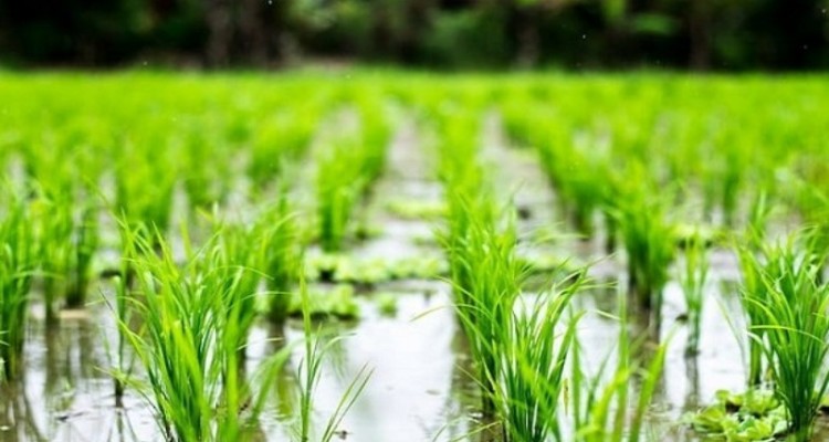 یک هشدار جدی دادستانی با کشت برنج در صحنه برخورد می‌کند