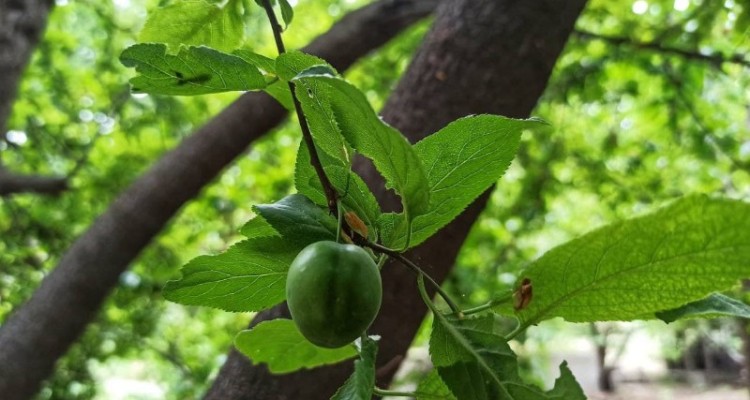 میوه های ترش بهاری