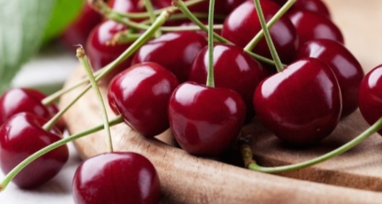 آغاز برداشت گیلاس و آلبالو از باغات صحنه