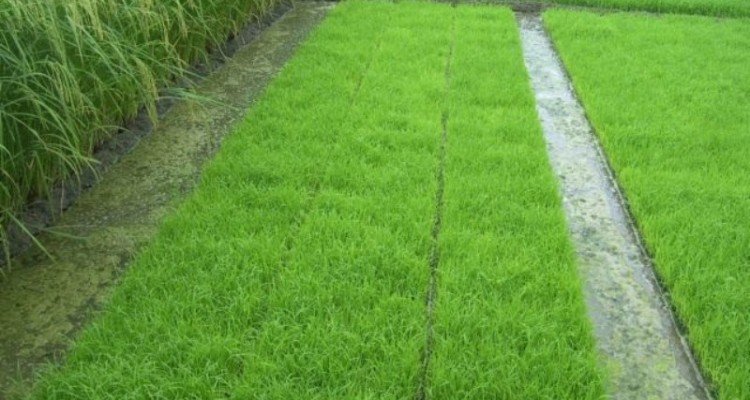 امحای خزانه برنج در شهرستان صحنه