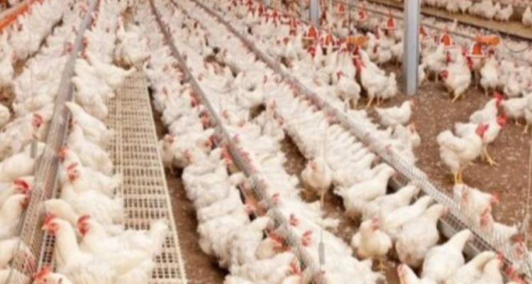 مانعی که مرغداران با آن روبرو شدند/ لزوم مانع زدایی از مسیر تولید