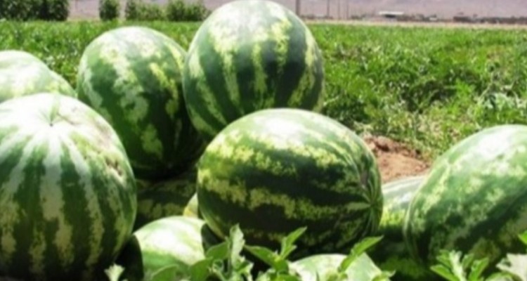 محصولی کشاورزی که تهدید کننده منابع آب است/ کشت محدود هندوانه در کرمانشاه