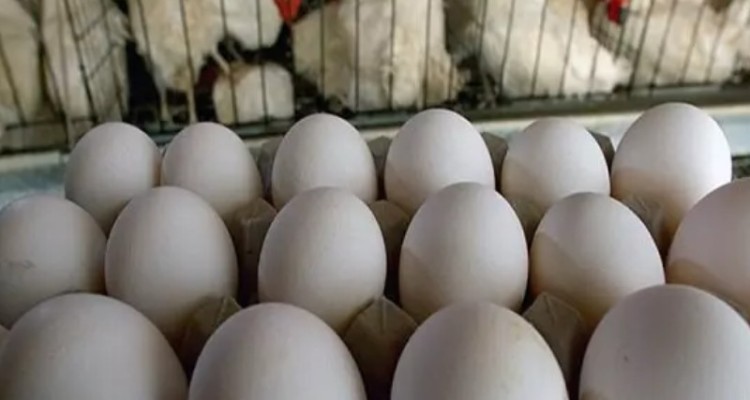 چرا دولت دوازدهم در تنظیم بازار محصولات پروتئینی شکست خورد؟