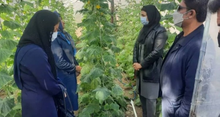 ۷۴ گروه همیار موسسه طرح تاک در شهرستان صحنه فعال هستند