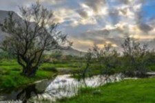 شهرستان صحنه