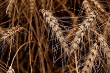 محموله گندم‌های وارداتی در حال بررسی است