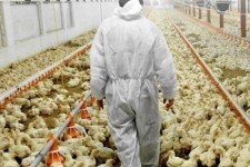 بازار دی و مونوکلسیم فسفات طیور تامین شد