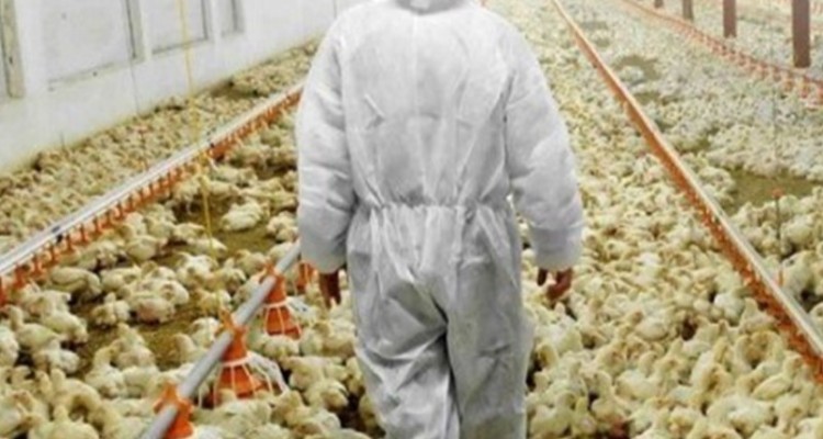 بازار دی و مونوکلسیم فسفات طیور تامین شد