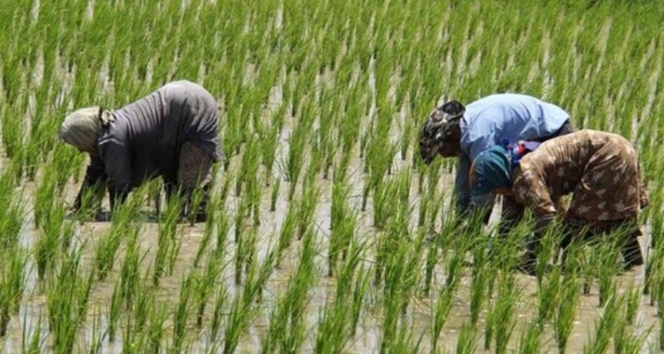 چرا ایران نمی تواند در تولید برنج خودکفا باشد؟