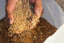 قیمت خرید تضمینی گندم تعیین شد