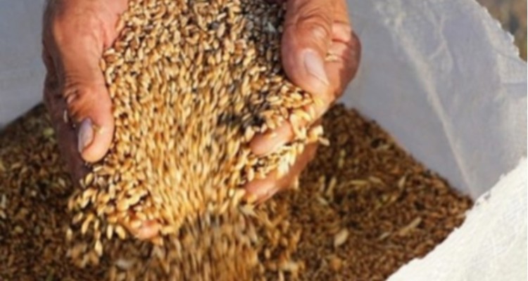 قیمت خرید تضمینی گندم تعیین شد