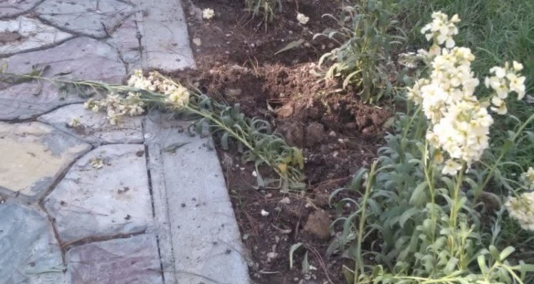 معضلِ کَندن گل ها و درختچه ها در صحنه