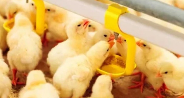 افزایش ۳۶ درصدی جوجه‌ریزی در کرمانشاه