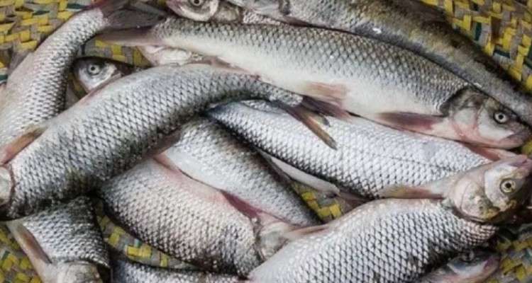 ایران جزو ۵ تولیدکننده نخست قزل‌آلا