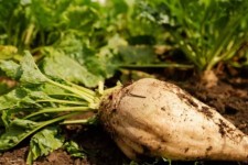 کشاورزان بدون قرارداد چغندرقند پائیزه کشت نکنند