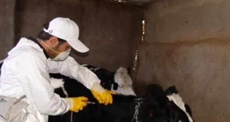 واکسیناسیون رایگان دام‌های سنگین کرمانشاه آغاز شد