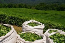 روسیه مقصد نخست چای صادراتی ایران