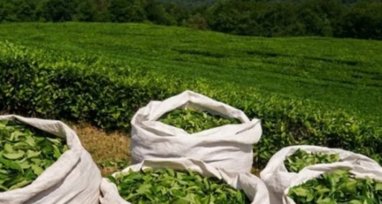 روسیه مقصد نخست چای صادراتی ایران