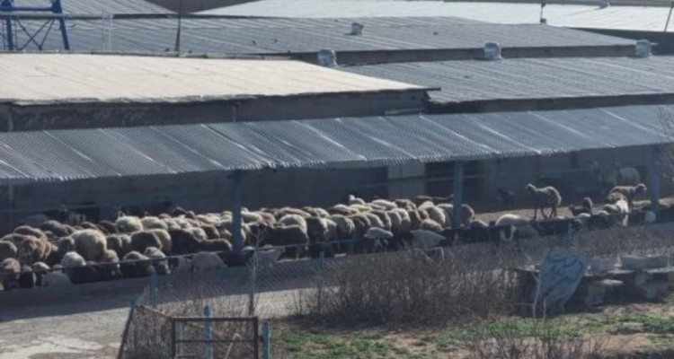 راه‌اندازی بزرگترین مرکز پرورش میش در کرمانشاه