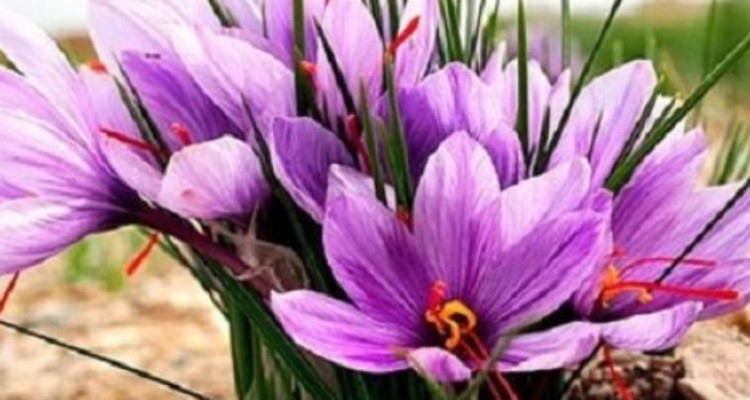 برداشت ۲۴۰ کیلوگرم زعفران از مزارع کنگاور