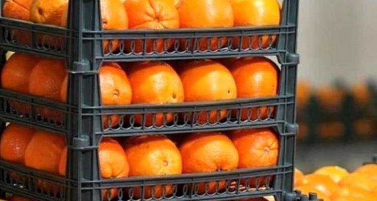 عرضه مستقیم میوه شب عید در کرمانشاه