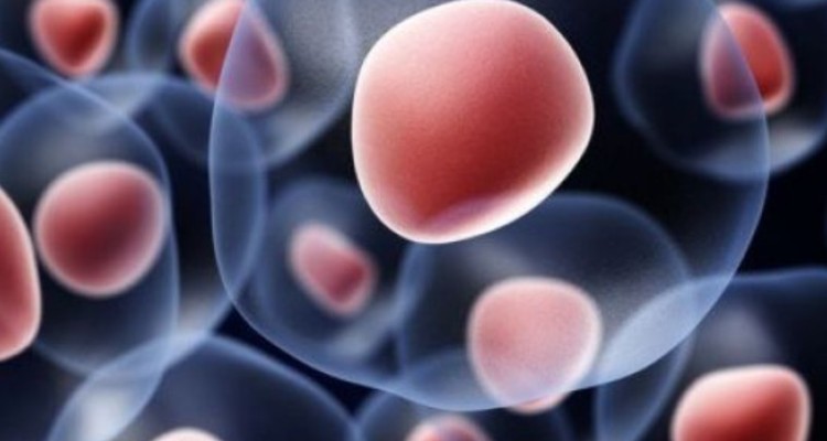 لزوم تقویت بانک اطلاعاتی HLA انتقال خون