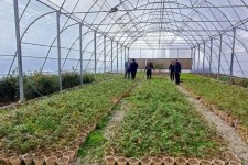 شروع عملیات کاشت ۴۰۰۰ اصله نهال در صحنه