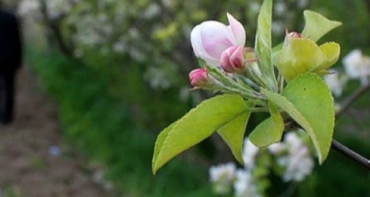 افسانه کور سەیا و آغاز بهار کُردی