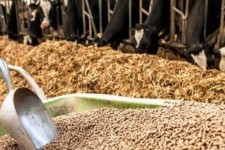 طلب واردکنندگان نهاده‌های دامی پرداخت شود