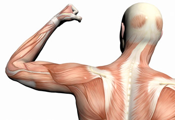 5 حرکت ورزشی برای تقویت عضلات سه سر بازو (عضلات پشت بازرو) 5 حرکت ورزشی برای تقویت عضلات سه سر بازو (عضلات پشت بازرو)