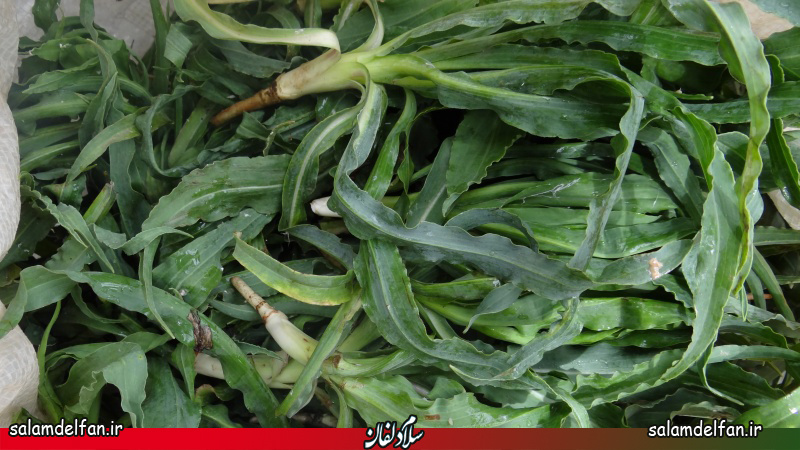  گیاه شنگ مفید برای درمان کولیت و بیماری التهابی روده 