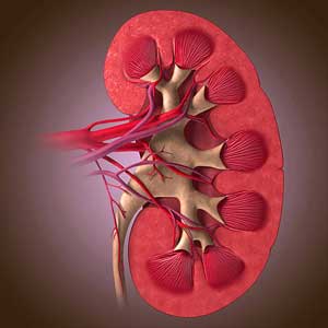  مواد غذایی مفید برای سلامتی کلیه ها 