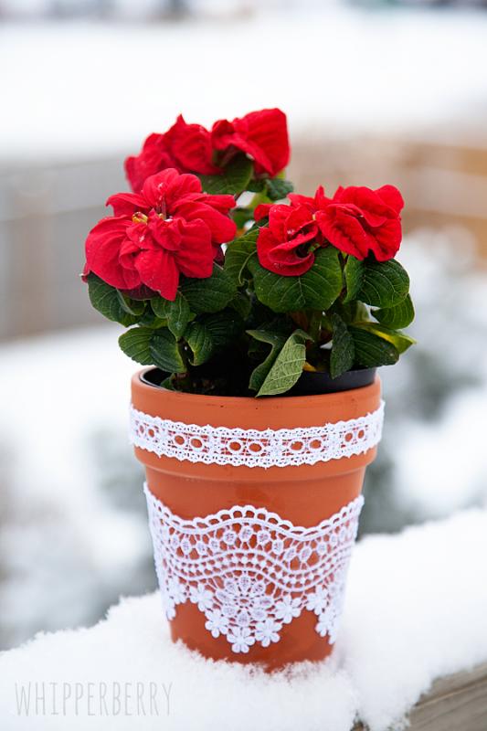  نحوه نگهداری گل در گلدان در مدت زمان طولانی 