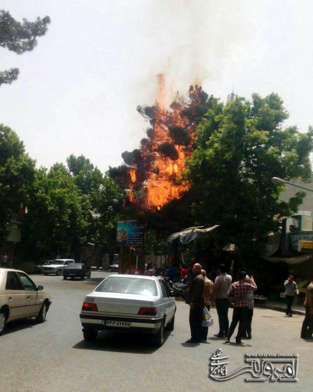 درختان میدان مرکزی شهر صحنه دچار آتش سوزی شدند + تصویر درختان میدان مرکزی شهر صحنه دچار آتش سوزی شدند + تصویر