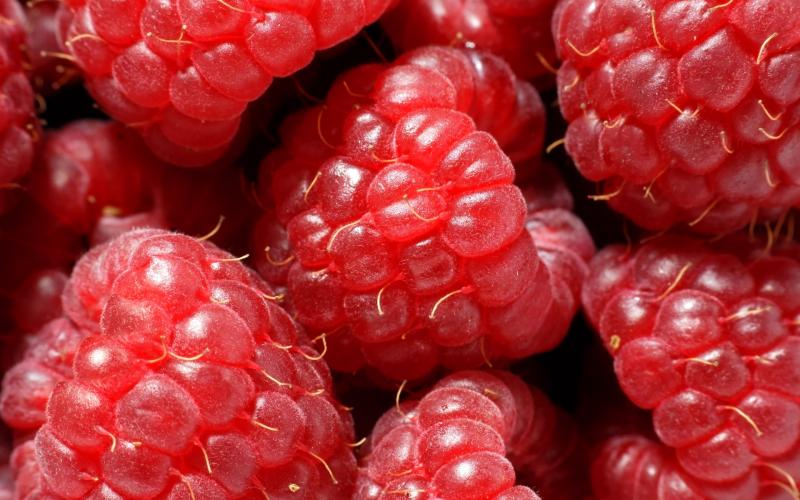  پیشگیری از آلزایمر با تمشک قرمز