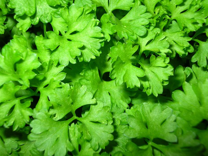کاهش ریسک ابتلا به سرطان با مصرف جعفری و شوید