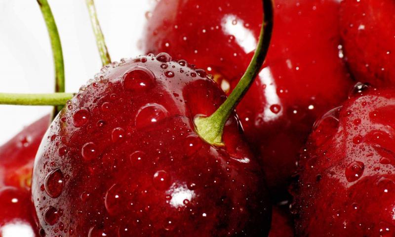 پیش بینی برداشت ۶ هزار تن گیلاس و آلبالو از باغات شهرستان صحنه