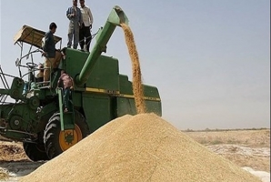 	433 هزار و 583 تن گندم در کرمانشاه خریداری شد 