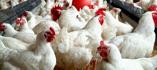	گوشت ماکیان با طعم میکروب و بیماری/ منابع بیماری در کوچه پس کوچه های سرپل ذهاب 