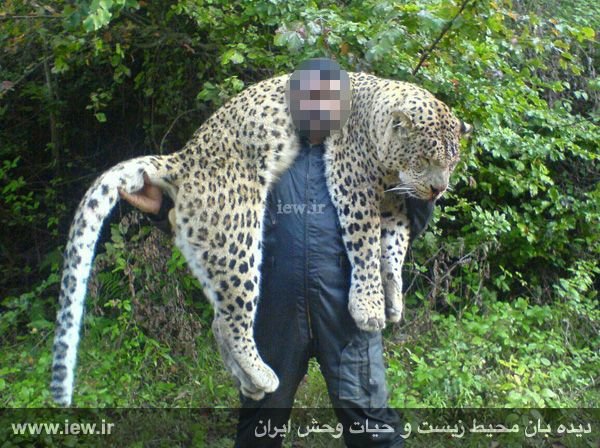 عامل کشتار پلنگ سوادکوه به دو سال حبس محکوم شد