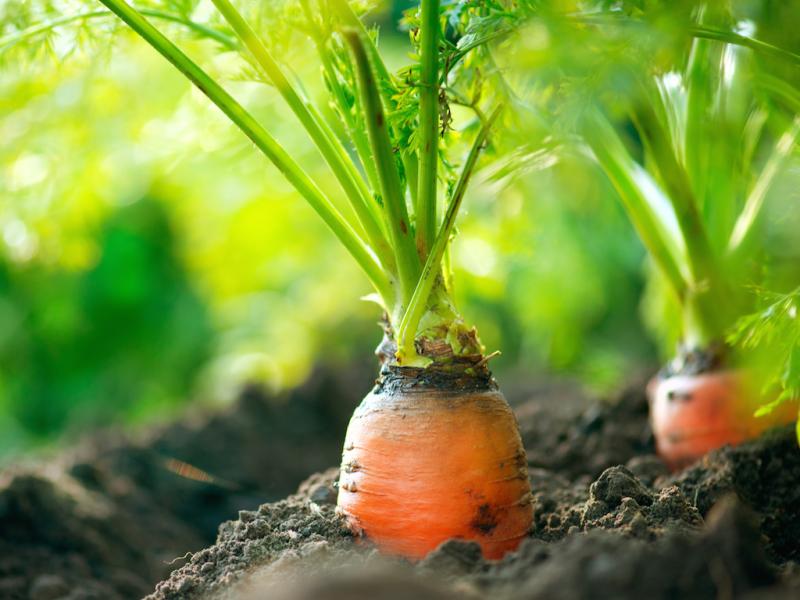 نحوه پرورش سبزیجات در خانه نحوه پرورش سبزیجات در خانه