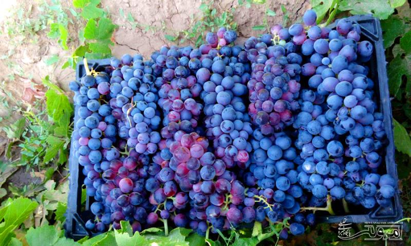 برداشت انگور از باغات روستای ارگنه سفلی از توابع شهرستان صحنه