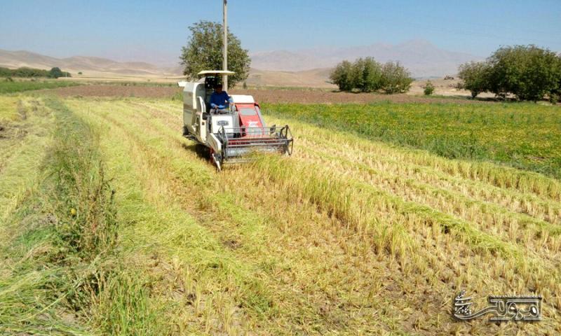 برداشت برنج از مزارع روستای ارگنه سفلی از توابع شهرستان صحنه