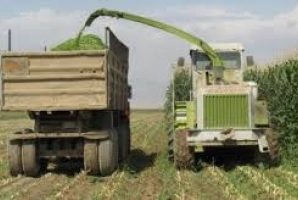 	آغاز برداشت ذرت دانه ای و علوفه ای در مزارع شهرستان روانسر 